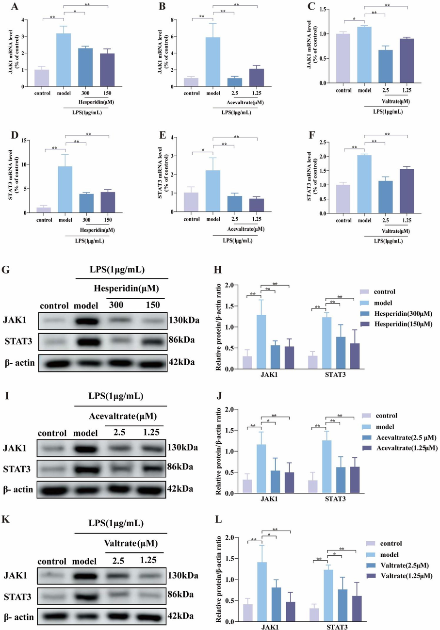 V. jatamansi potential quality markers regulate the key targets. (A-F) The mRNA levels of JAK1 and STAT3 in cells. (G-L) The protein expression of JAK1, STAT3 in cells; (G-I) Western blot image and (J-H) densitometric analysis. Data are shown as mean ± SD. *p < 0.05, **p < 0.01 and ns, no significant.