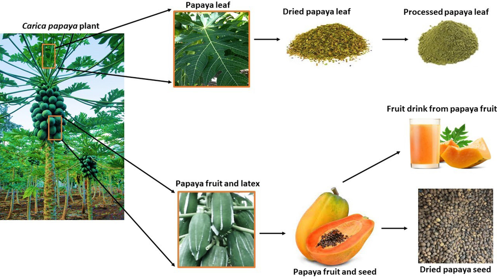 Papaya plant and its processing. Different parts of the plant including the leaves, fruits, latex, and seed can be processed for different use. This may be for medicinal, nutraceutical or industrial purposes.