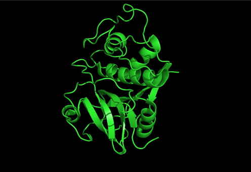 Pymol quaternary protein structure of the papain (PDB ID: 9PAP). Source: Protein, Data Bank, https://www.rcsb.org/structure/9PAP.