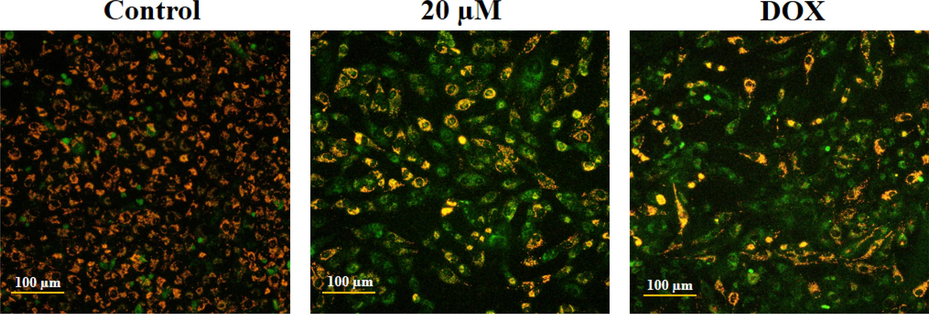 Effect of geraniol on the MMP level in the C666-1 cells. The geraniol-treated C666-1 cells showed increased green fluorescence when compared to the control cells, which proves the reduction of MMP levels.