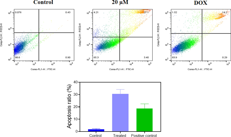 Effect of geraniol on the apoptosis in C666-1 cells. The proportion of apoptotic cells in the control and geraniol-treated C666-1 cells was analyzed using the flow cytometry method. The findings demonstrated that geraniol treatment effectively augmented the percentage of apoptotic incidences in the C666-1 cells. Treated: 20 µM geraniol-treated cells; positive control: standard drug DOX-treated cells.