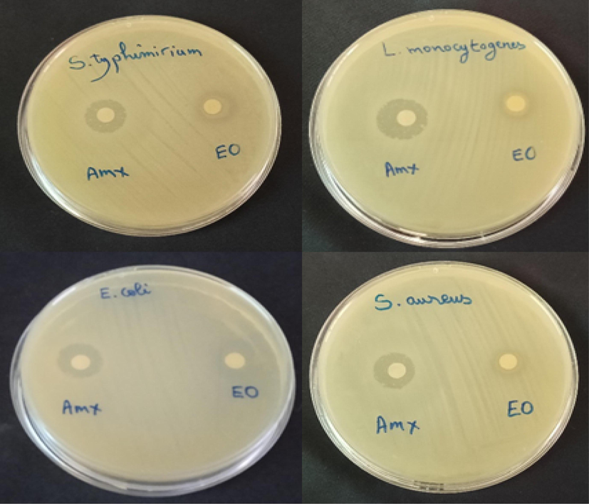 Method of diffusion on disc of essential oil of Pelargonium graveolens.