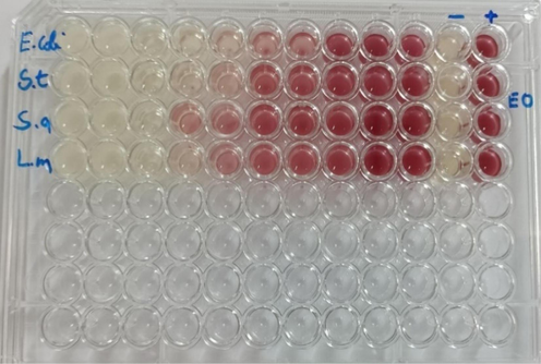 Microdilution method of Pelargonium graveolens essential oil (E.Coli: Escherichia coli;S.T: Salmonella typhimirium;S.a: Staphyloccocus aureus;L.m: Listeria monocytogenes).