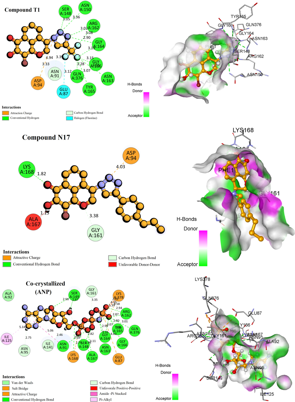 3D visualization of the main interactions between the active site of Human DNA topoisomerase II α (PDB ID: 1ZXM) with the compounds T1, N17, ANP, and Doxorubicin.