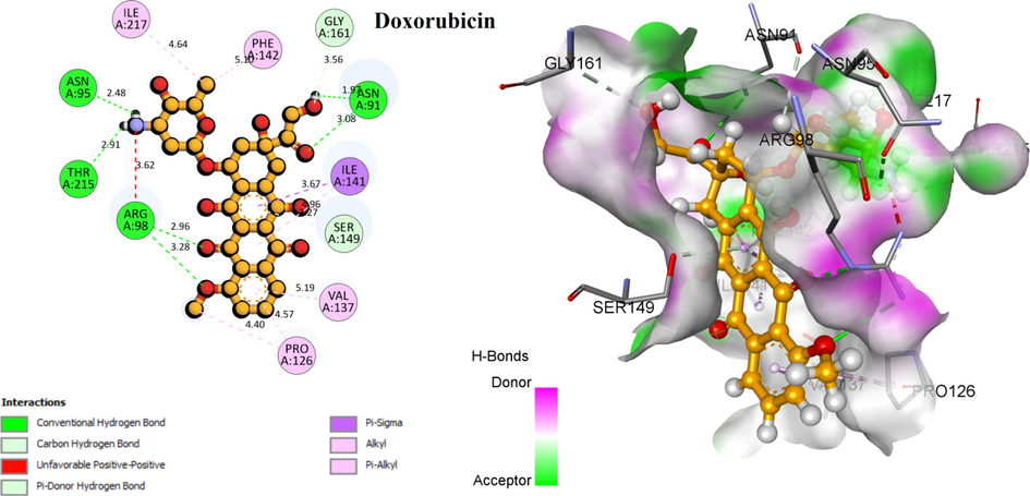 3D visualization of the main interactions between the active site of Human DNA topoisomerase II α (PDB ID: 1ZXM) with the compounds T1, N17, ANP, and Doxorubicin.