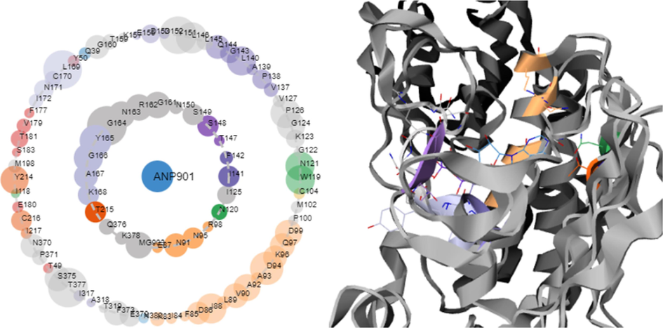 The human DNA topoisomerase IIα (PDB 1ZXM) co-crystal structure asteroid plots, The inner shell residues were those that had direct contact with the ligand molecule, whereas the outer shell residues were those that had indirect interactions with the ligand. The number of contacts residues formed with the ligand was represented by the size of the circular nodes.