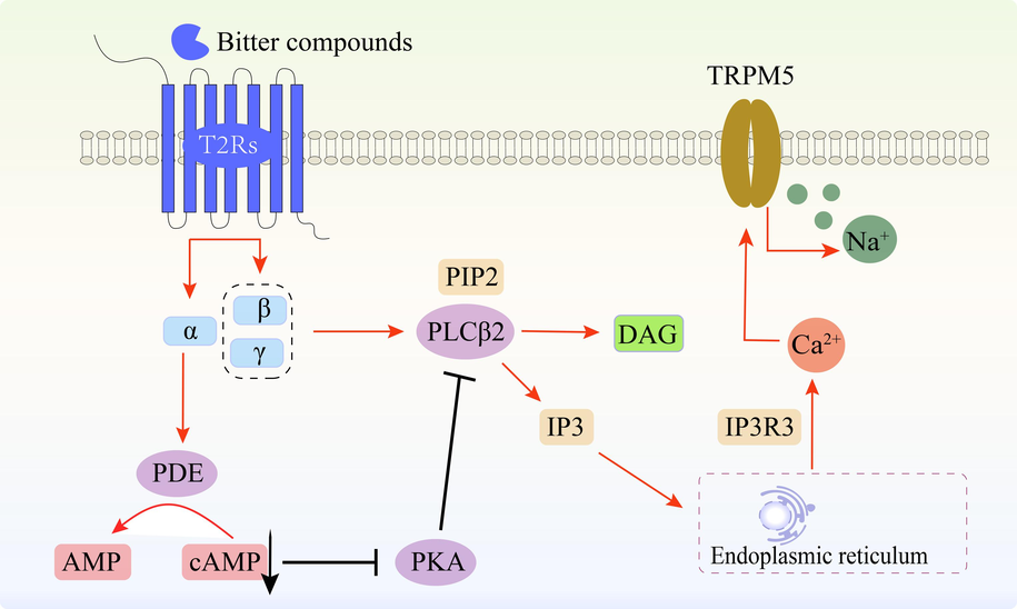 Signal transduction pathway of bitter compounds.