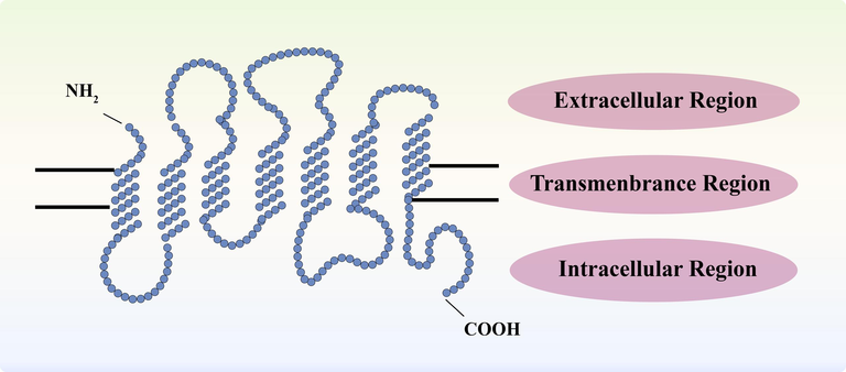 Structural diagram of T2Rs.