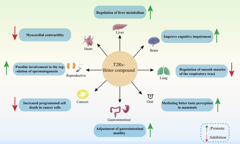 Application of T2Rs-bitter compounds in human diseases.