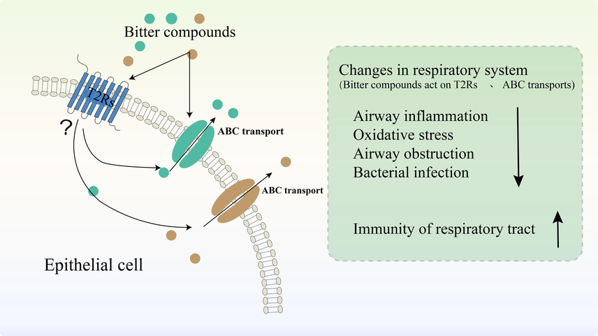 T2Rs act as intermediates for the transport of bitter compounds. T2Rs act as intermediates that can bind directly to bitter compounds and may regulate ABC transporters activity at the epithelial cell membrane. In addition, bitter compounds can directly affect ABC transporters activity. It is also indicated that bitter compounds and T2Rs caused some changes in the respiratory system: airway obstruction, and bacterial infections↓; Immunity of respiratory tract↑.