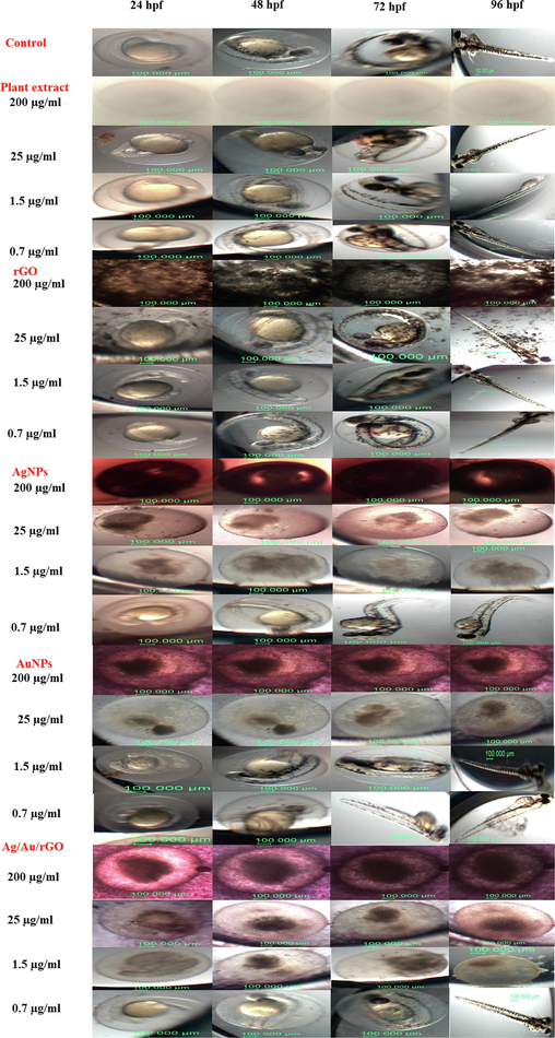 Assessment of in vitro embryotoxicity of rGO, AgNPs, AuNPs, Ag/Au/rGO NC’s. Control embryo followed by embryo interacted with leaves extract of Allium cepa, rGO, AgNPs, AuNPs, Ag/Au/rGO NC’s at different time intervals (24, 48, 72 and 96 hpf).