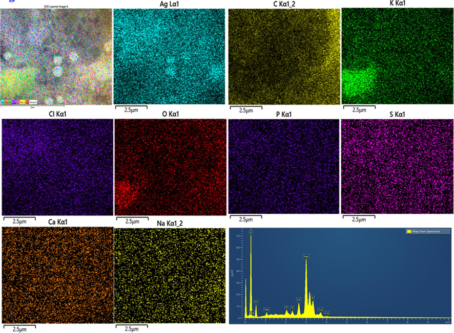 EDS analysis of AgNPs.