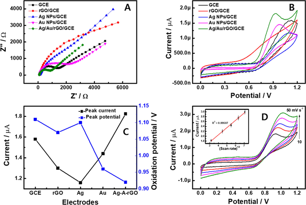 (A) Electrochemical impedance spectroscopy of bare GC, rGO, Ag NPs, Au NPs and Ag/Au/rGO NC’s modified electrodes in presence of 1 mM K4[Fe(CN)6]3-/4- as redox indicator in the frequency range between 100 KHz and 0.1 Hz. (B) Cyclic voltammogram (CVs) responses of different modified GC electrodes in phosphate buffer solution (PBS; pH 7.0) containing 50 μM of nitrite at scan rate of 10 mV s−1. (C) Plot of nitrite oxidation peak current and oxidation peak potential against different modified electrodes. (D) CVs of Ag/Au/rGO NC’s modified GC electrode in presence of 50 μM of nitrite in PBS at different scan rates from 10 −50 mV s−1.