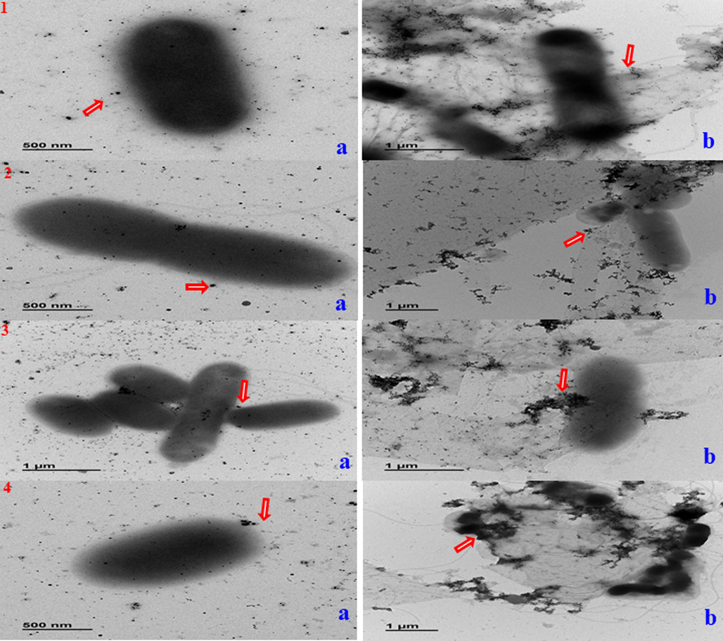 Mode of interactions of (a) AgNPs (b) Ag/Au/rGO NC’s against different pathogenic bacteria (1) E. coli; (2) S. typhimurium; (3) B. cereus (4) S. aureus. Arrows indicate the presence of nanomaterials.