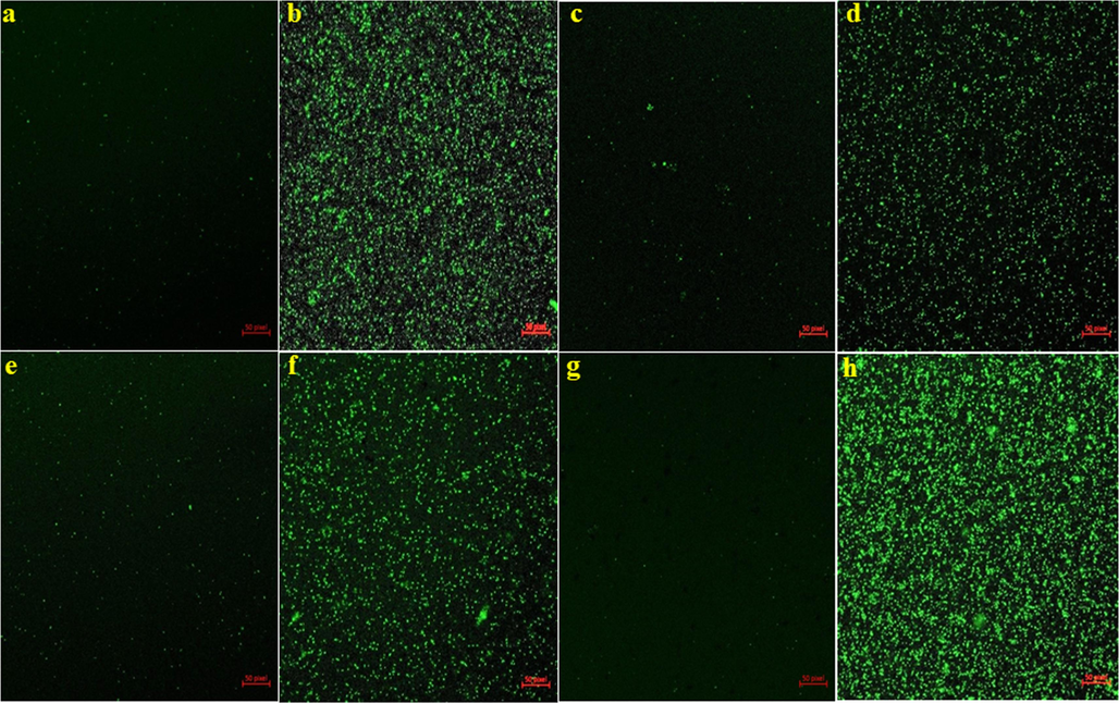 Antibacterial mechanisms of Ag/Au/rGO NC’s through ROS study (a) B. cereus control (b) B. cereus treated (c) S. aureus control (d) S. aureus treated (e) E. coli control (f) E. coli treated (g) S. typhimurium control (h) S. typhimurium treated.