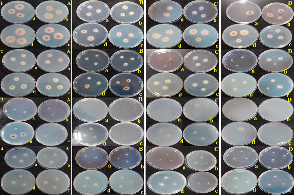 Antifungal activity of (A) rGO (B) AuNPs (C) AgNPs (D) Ag/Au/rGO NC’s through poison plate method. (1) Fusarium graminearum (2) Alternaria alternata (3) Curvularia lunata (4) Sclerotinia sclerotiorum (a) 2 mg (b) 1 mg (c) 500 µg (d) 50 µg concentration.