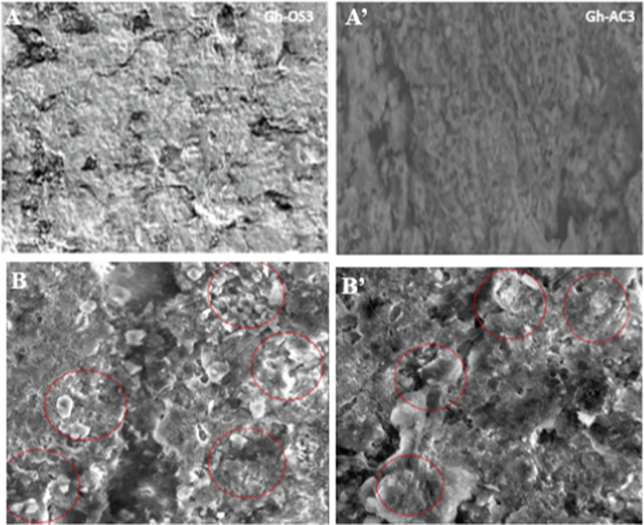 Morphology of the membrane (A, A’) before and (B, B’) after the filtration tests.