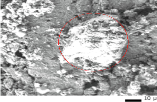 Micrograms per SEM of membrane.