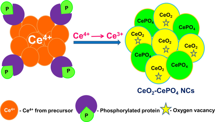 Possible mechanism for the one stretch synthesis of CeO2-CePO4 NCs.