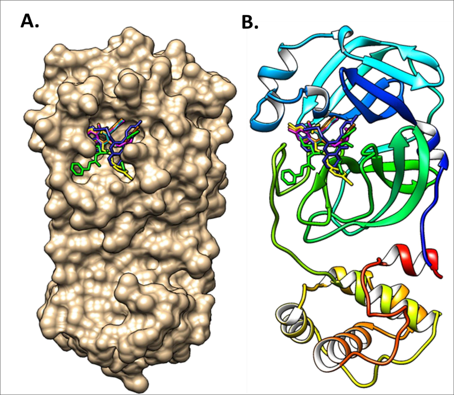 The docking conformation of the docked ligands in the binding pocket of main protease 3CLpro using molecular docking. A. Surface representation of all compounds binding mode in the active site of 3CLpro; B. Ribbon representation of all compounds binding mode in the active site of 3CLpro.