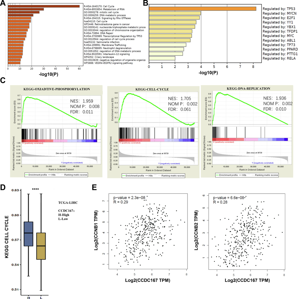 Biological functional analysis of CCDC167. (A) GO and KEGG analysis of the function of CCDC167. (B) Enrichment of transcription factors regulating CCDC167. (C) GSEA enrichment to the pathways involved in CCDC167. (D) ssGSEA comparison of the degree of cell cycle enrichment between high and low CCDC167 expressing liver cancer samples. (E-F) GEPIA 2.0 analysis of CCDC167 correlation with CCNB1, CCNB2. ***P < 0.001, **P < 0.01, *P < 0.05.