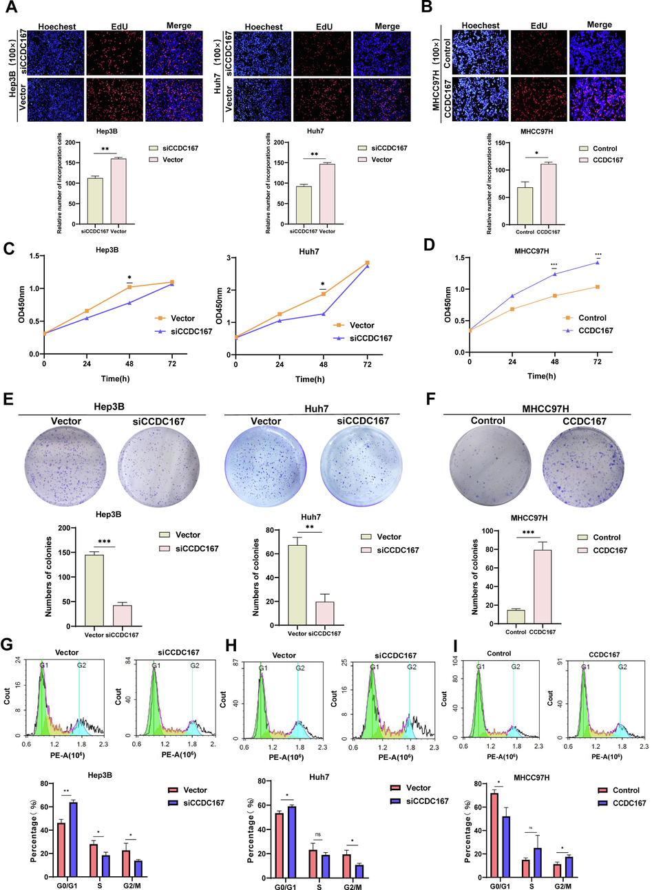 CCDC167 promotes proliferation of hepatocellular carcinoma cells. (A, B) Detection of proliferation ability of hepatocellular carcinoma cells after knockdown or overexpression of CCDC167 by EDU. (C, D) CCK-8 assay for proliferation of hepatocellular carcinoma cells after knockdown or overexpression of CCDC167. (E, F) Cell colony assay to detect the sphere-forming ability of hepatocellular carcinoma cells after knockdown or overexpression of CCDC167. (G, H, J) Cell cycle assay to detect cell cycle changes in hepatocellular carcinoma cells after knockdown or overexpression of CCDC167. ***P < 0.001, **P < 0.01, *P < 0.05, ns: not significantly.