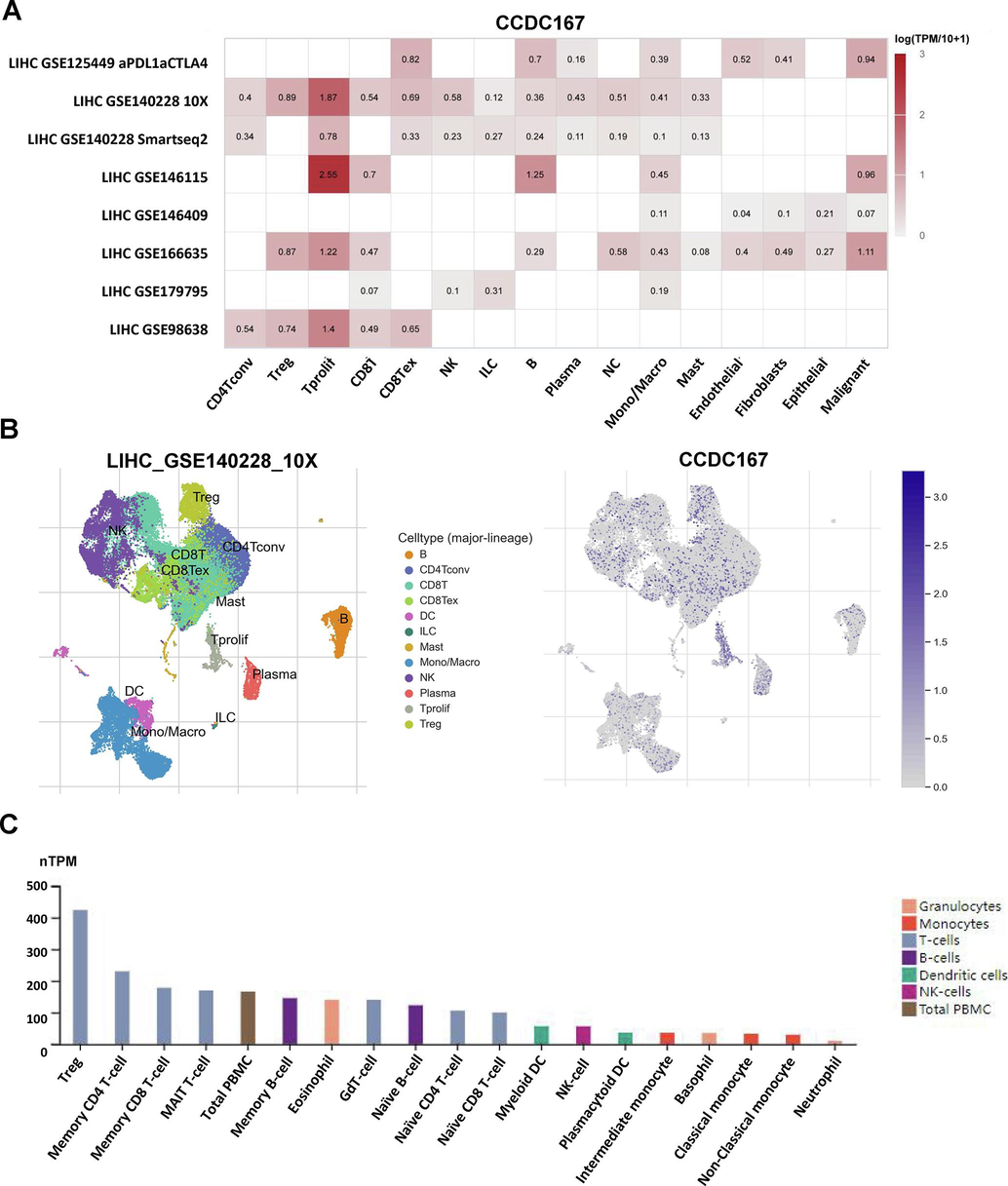 Expression of CCDC167 in different cells of hepatocellular carcinoma. (A) Heat map presenting the expression of CCDC167 in different cells of hepatocellular carcinoma. (B) Descending plots presenting the expression of CCDC167 in different immune cells. (C) Expression of CCDC167 in different immune cells from HPA database.