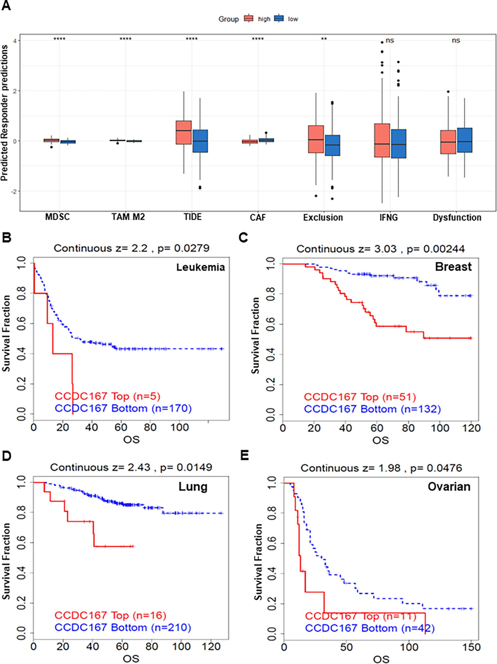 High expression of CCDC167 is associated with poor immunotherapy outcomes. (A) Box plot showing TIDE scores between high and low CCDC167 expression groups. (B-D) Survival curve analysis of the immunotherapy cohort.