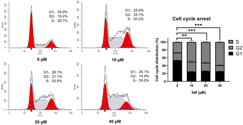 Effect of compound 5df on cell cycle in HCT116 cells. Flow cytometry of HCT116 cells treated with 5df for 48 h (** p < 0.01; *** p < 0.001).