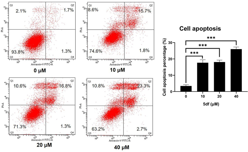 Effect of compound 5df on cell apoptosis in HCT116 cells. Flow cytometric analysis of apoptotic cells after treatment of HCT116 cells with 5df for 48 h (*** p < 0.001).