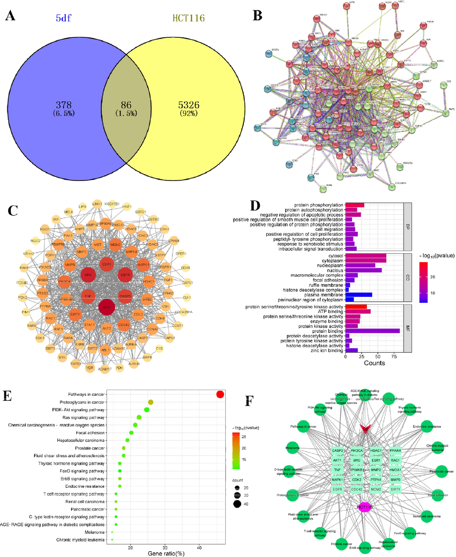 Analysis of network pharmacology of 5df-HCT116. (A) The Venn diagram of compound 5df and HCT116 targets; (B) Protein-protein interaction (PPI) network; (C) Topological network schematic of proteins targeted by 5df and associated with HCT116; (D) Analysis of potential targets of 5df for anti-HCT116 based on GO enrichment; (E) Analysis of potential targets of 5df for anti-HCT116 based on KEGG enrichment; (F) Constituent-target-pathway network of top 20 pathways.