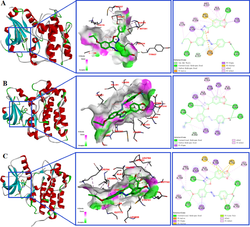 Molecular models of 5df binding to AKT1 (A), SRC (B), and EGFR (C).