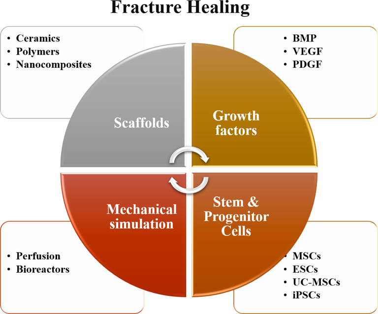 Materials and cells that are useful in the repair of bone fractures caused by sports injuries.