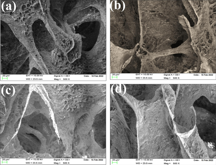 SEM images of hyaluronic acid-Alginate/HA scaffold specimens containing (a) 0 wt% (b) 5 wt%, (c) 10 wt% Ti-NP, and (d) 15 wt% Ti-NP.