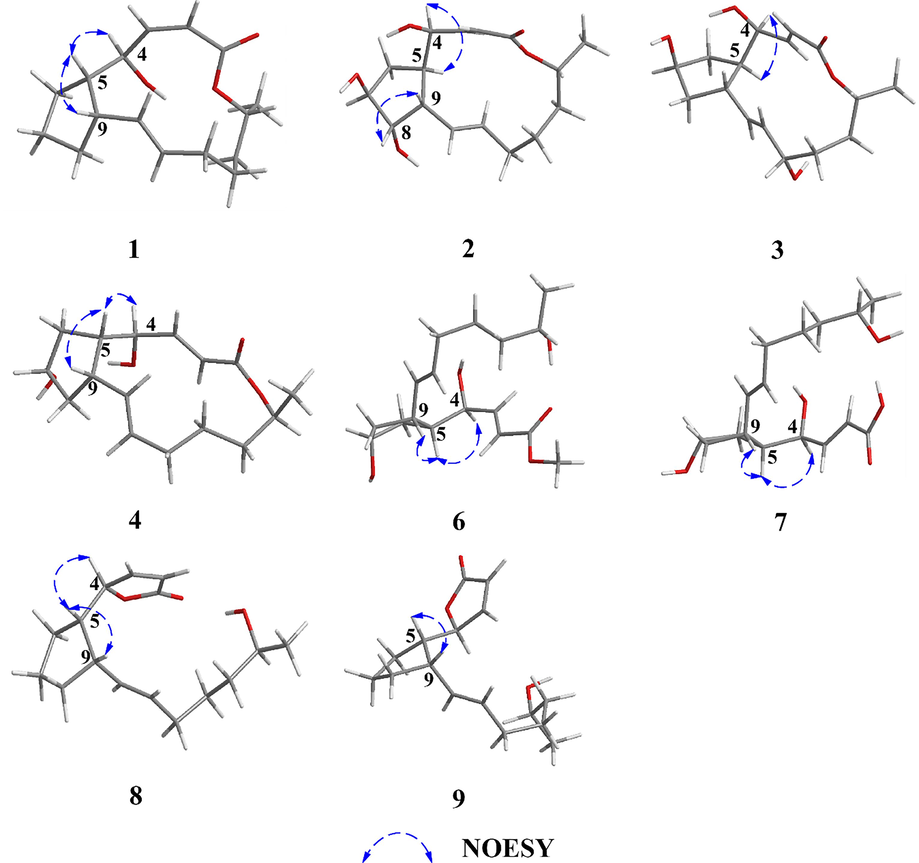 Key NOESY correlations of compounds 1–9.