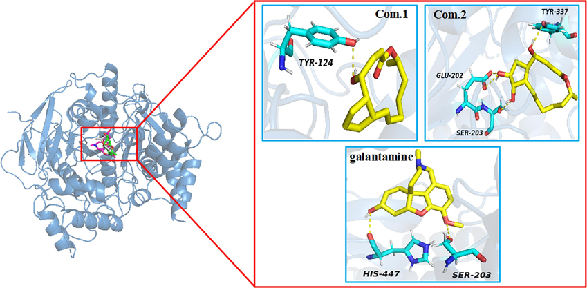 Visual representation of compounds 1, 2 and galantamine (yellow) docked with AChE (PDB ID: 4EY6), hydrogen bonds are shown with yellow dotted lines, important amino acid residues involved in the enzyme-ligand interaction in light-blue.