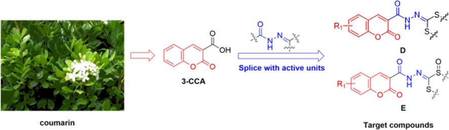 Design of the target compounds.