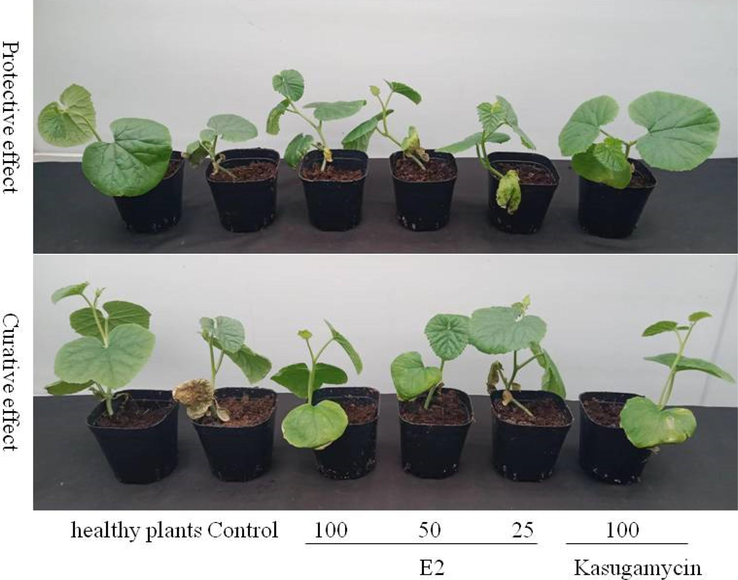 The protective and curative effect of E2 against melon bacterial fruit blotch in vivo.