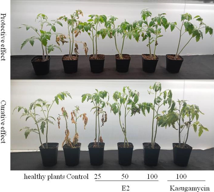 The protective and curative effect of E2 against tomato bacterial wilt in vivo.