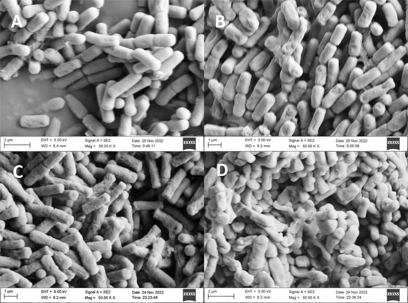 SEM observations of Rs treated with E2 (A) CK; (B) E2 at 1.25 µg/ mL; (C) E2 at 2.5 µg/ mL and (D) E2 at 5 µg/ mL.