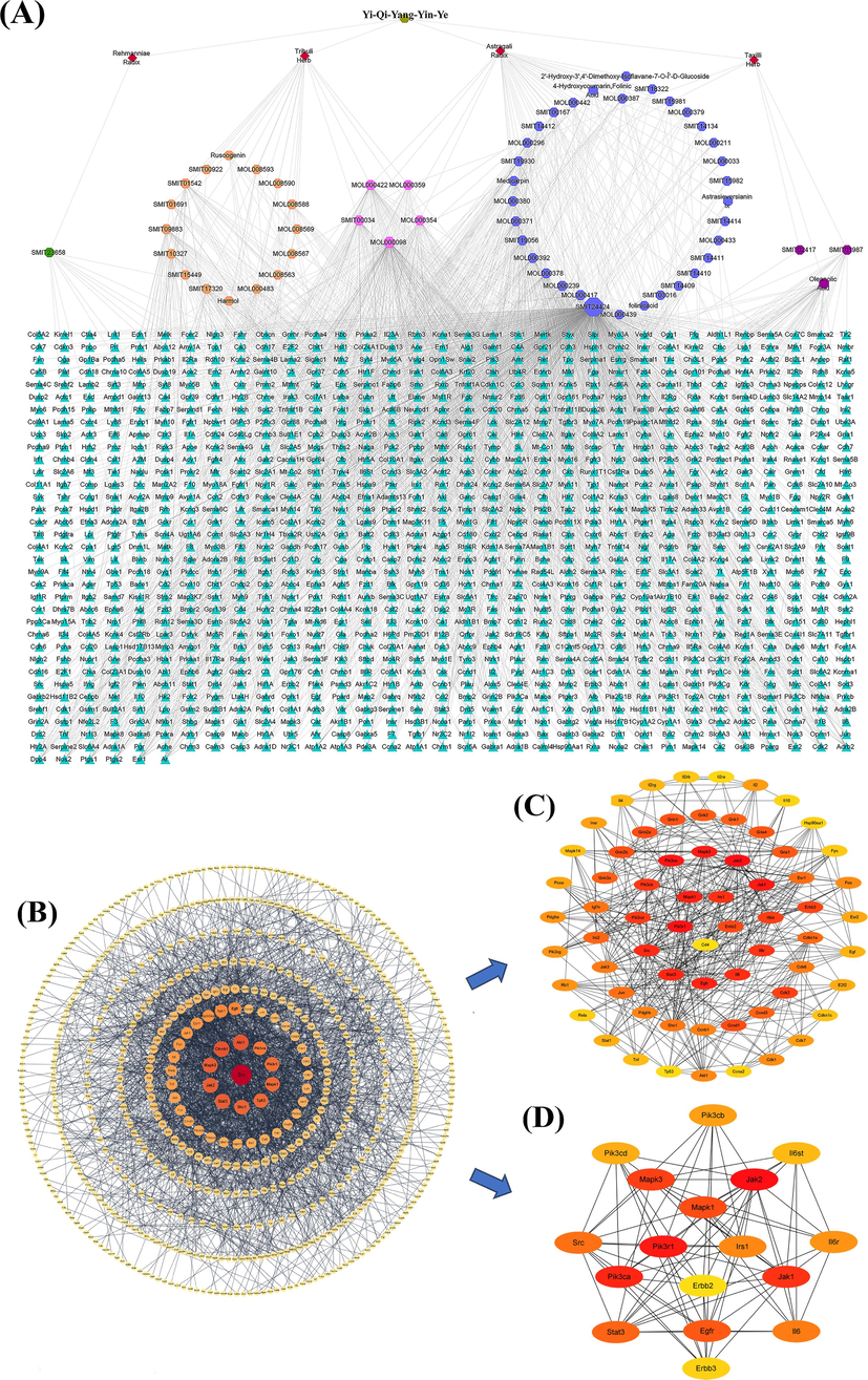 Topology analysis. (A) Active ingredients-targets network. Red diamonds represent the traditional Chinese medicine ingredients in Y-Q-Y-Y; Green circles represent the active ingredient of Rehmanniae Radix; Orange circles represent the active ingredient of Tribuli Herb; Dark blue circles represent the active ingredient of Astragali Radix; purple circles represent the active ingredient of Taxilli Herb; pink circles represent the active ingredients shared by the four traditional Chinese medicines, respectively; Cyan triangles represent intersectional targets. The active ingredients in the figure were indicated by the ID of each herbal database. (B) Construction and analysis of PPI network. (C) CytoHubba top100 network. (D) CytoHubba top18 network. (For interpretation of the references to color in this figure legend, the reader is referred to the web version of this article.)