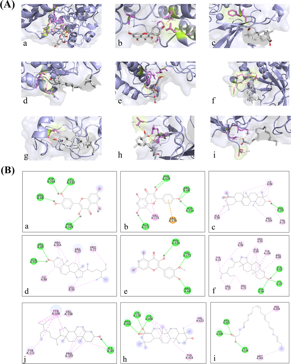 Molecular models of critical active ingredients of Y-Q-Y-Y-Y binding to core targets. (A) Molecular docking results (detailed hydrogen bonds illustrated in 3D diagram). The yellow dashed line showed the hydrogen bond, the molecular in purple were the amino acids as acceptors while the molecular in white were active ingredient. (B) specific information of binding site (detailed hydrogen bonds, electrostatic forces and hydrophobic forces illustrated in 2D diagram). The green lines stand for hydrogen bonds. The orange line stands for electrostatic force. The pink lines stand for hydrophobic forces. The different colored spheres indicate the amino acids specifically bound by the active ingredient at that target. The gray molecules are the critical active ingredients. In the Figure A and B, the diagrams (a-i) have the same sub-signs indicating the same active ingredient and target binding molecule docking results. a) quercetin binding to Mapk1. b) kaempferol binding to Mapk1. c) Oleanolic Acid binding to Mapk1. d) Beta-Sitosterol binding to Mapk1. e) isorhamnetin binding to Mapk1. f) sitosterol binding to Mapk1. g) Beta-Sitosterol binding to Pik3r1. h) Oleanolic Acid binding to Irs1. i) Docosahex-aenoic Acid binding to Irs1. (For interpretation of the references to color in this figure legend, the reader is referred to the web version of this article.)