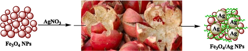 Schematic green synthesis of magnetic Fe3O4/Ag NPs mediated by Pomegranate peel extract.
