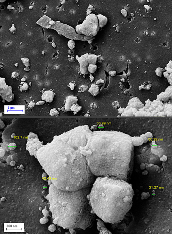 SEM image of Fe3O4/Ag NPs.