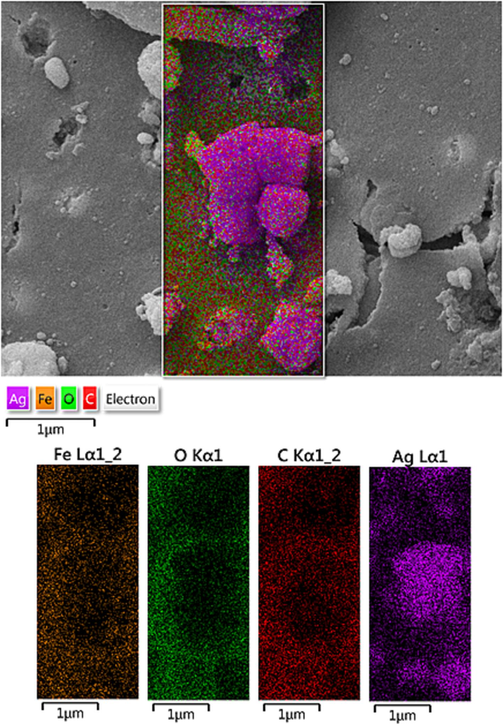 SEM image of Fe3O4/Ag NPs with its elemental mapping.