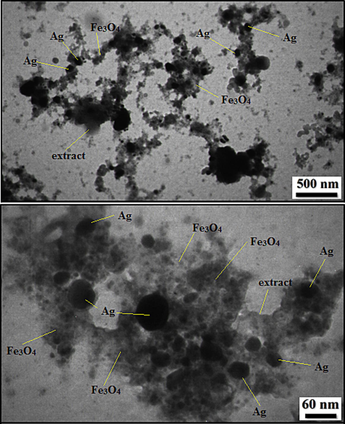TEM images of Fe3O4/Ag NPs.