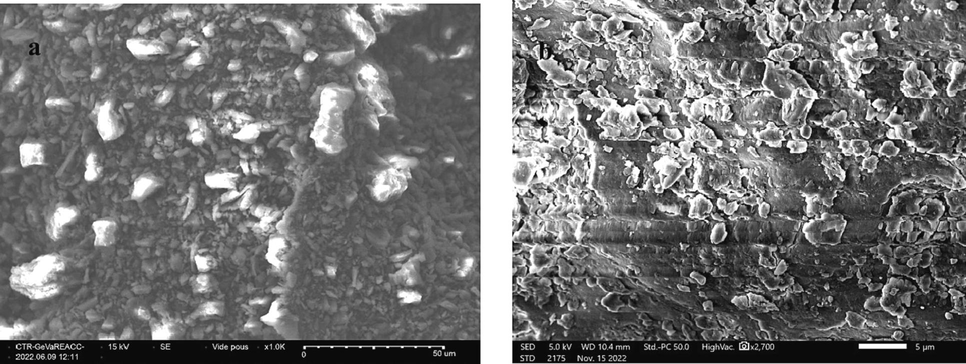 SEM of WHP before (a) and after (b) the coagulation.