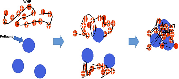 Suggested mechanism during the coagulation-flocculation process.