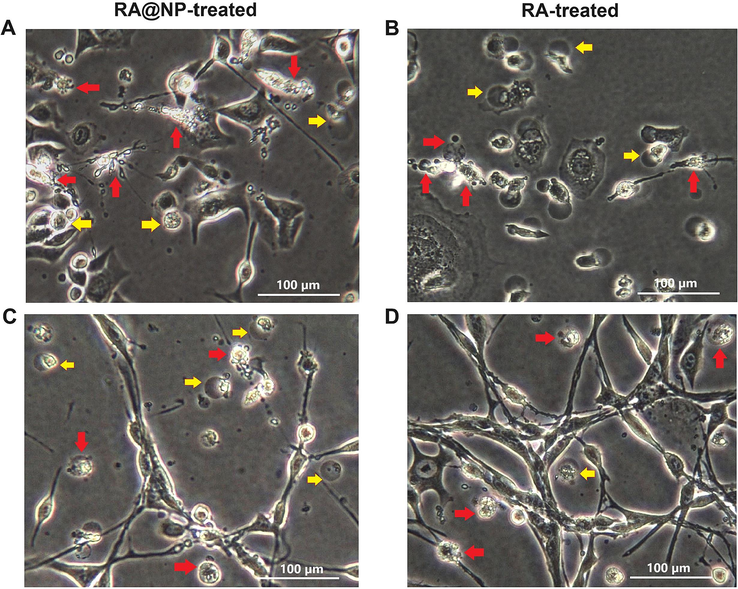 Cell death morphology visualized under phase-contrast microscope. (A-B) AGS cells and (C-D) CT26 cells were treated with RA@NPs and RA at concentration of 140 μg/mL for 72 h. Arrows point to dead cells with abnormal morphological changes. Scale bar 100 μm.