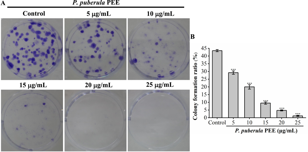 P. puberula root PEE's inhibitory effect on A549 cell colony formation. A549 cells (200 cells/well) were inoculated in a six-well plate containing P. puberula root PEE for 7 days. (A) The images show representative crystal violet-stained A549 cell colonies. (B) A549 cell colony formation rate (%). Data were presented as means ± SD. *** p < 0.001 versus the control group. (For interpretation of the references to colour in this figure legend, the reader is referred to the web version of this article.)